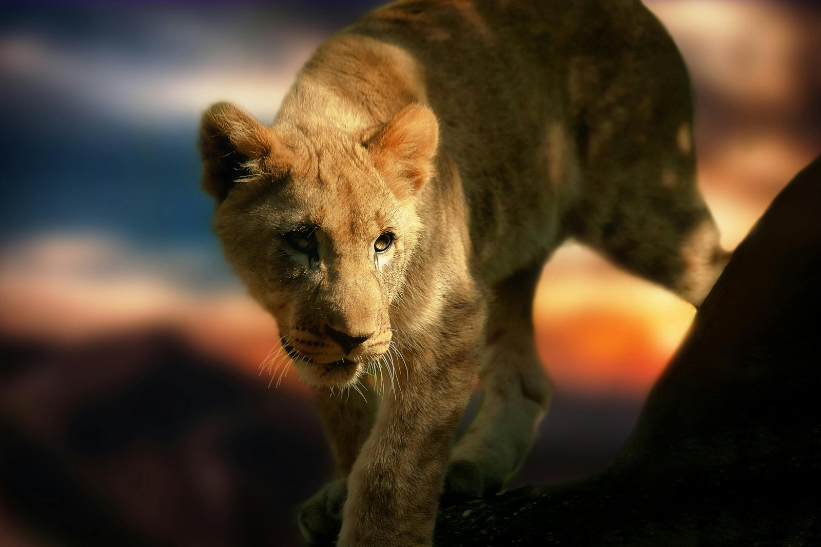 3-Day Mikumi Safari & Udzungwa Waterfall Hike