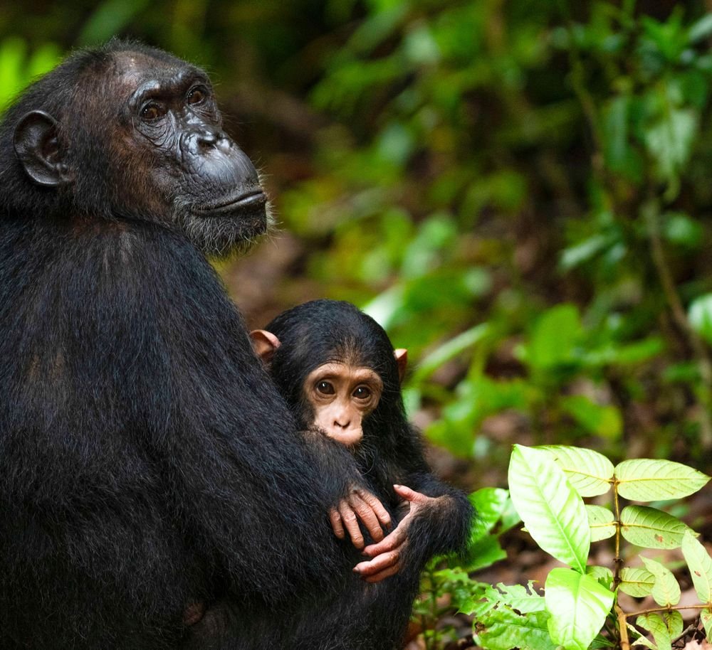 6-Day Gombe & Mahale Chimpanzee Safari