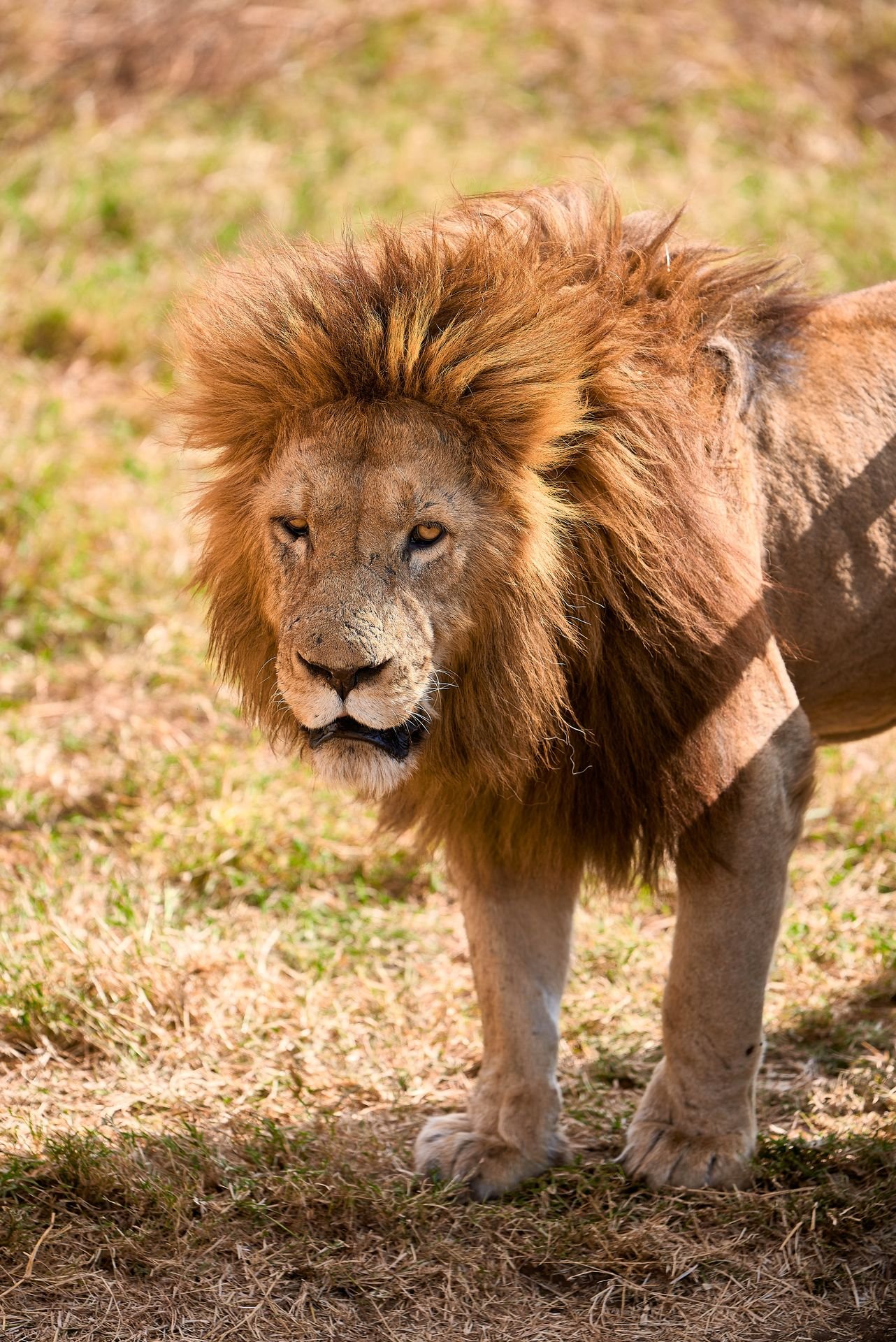 4-Day Budget Camping Safari: Serengeti & Ngorongoro