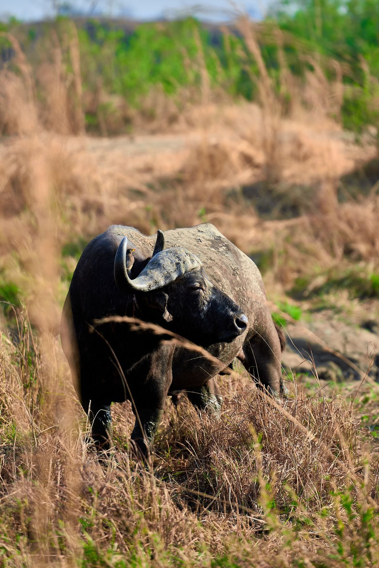 5-Day Saadani & Nyerere Safari