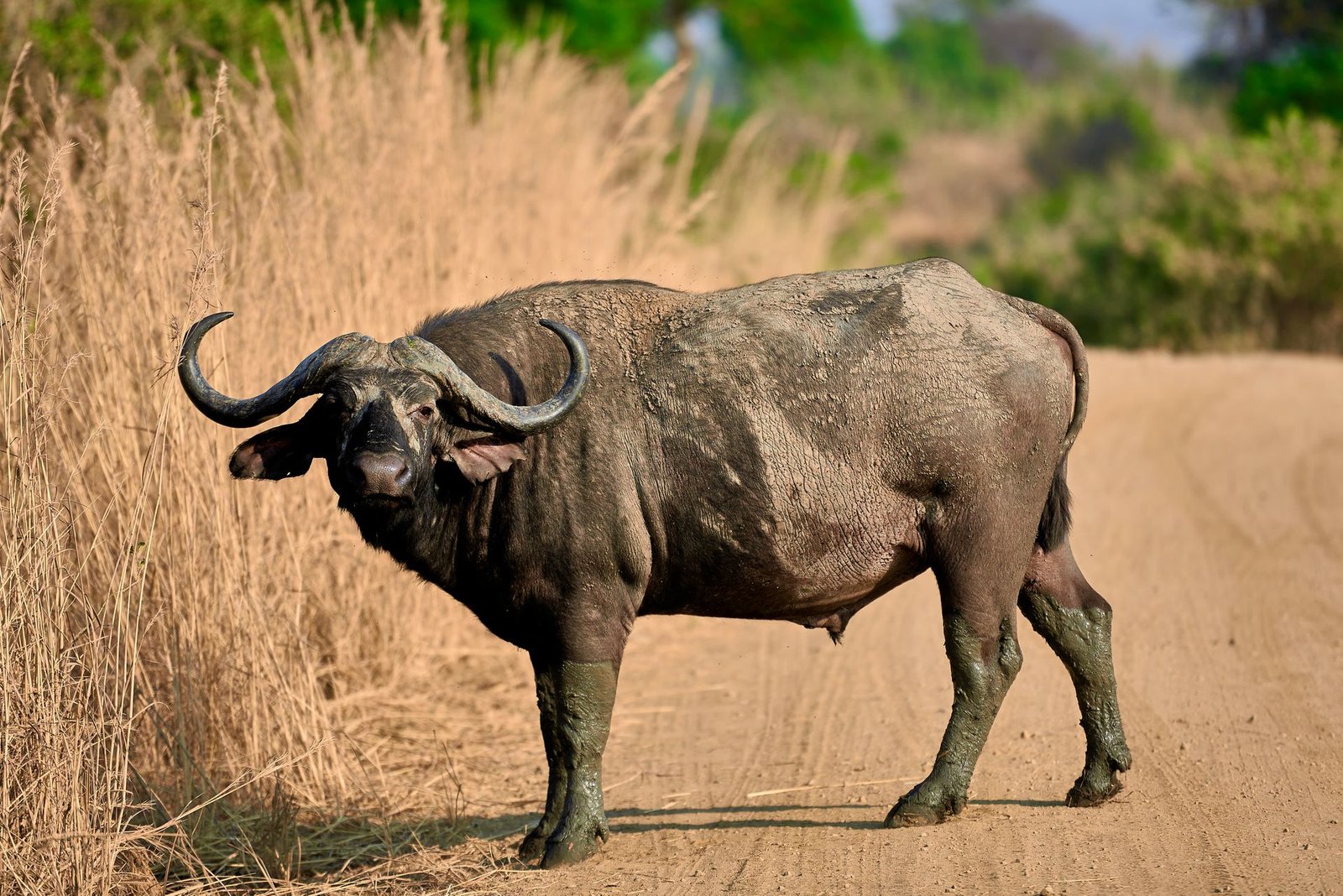 4-Day Mkomazi & Arusha National Park Safari