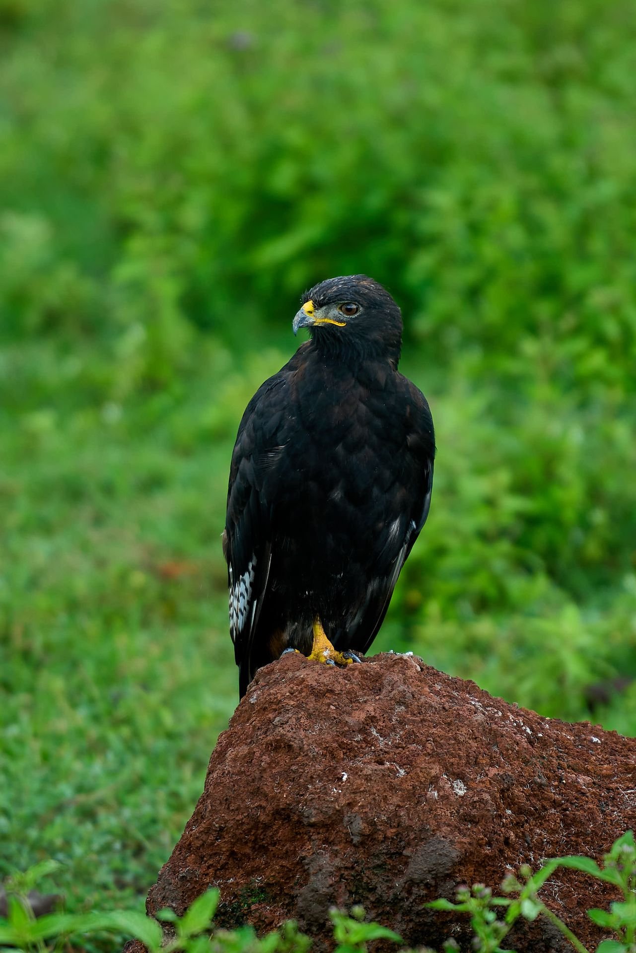 3-Day Saadani Bush & Beach Safari