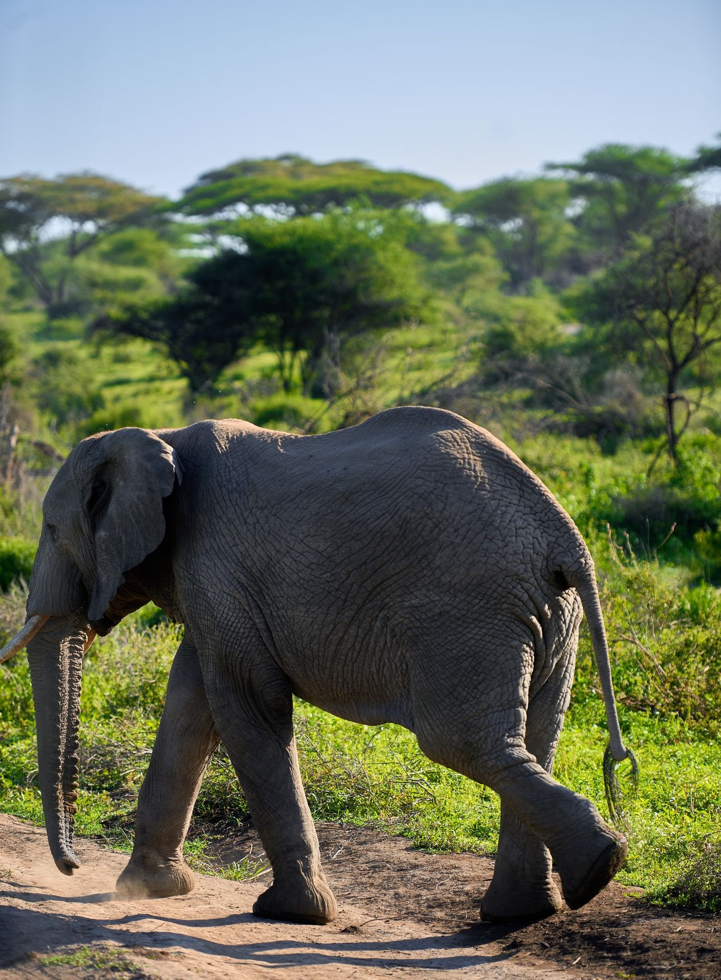 7-Day Mkomazi, Saadani & Zanzibar Coast Safari