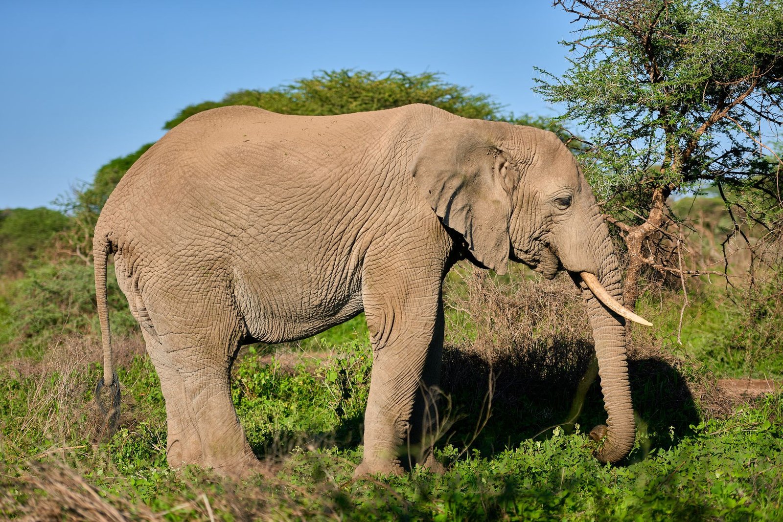 6-Day Luxury Northern Circuit Safari