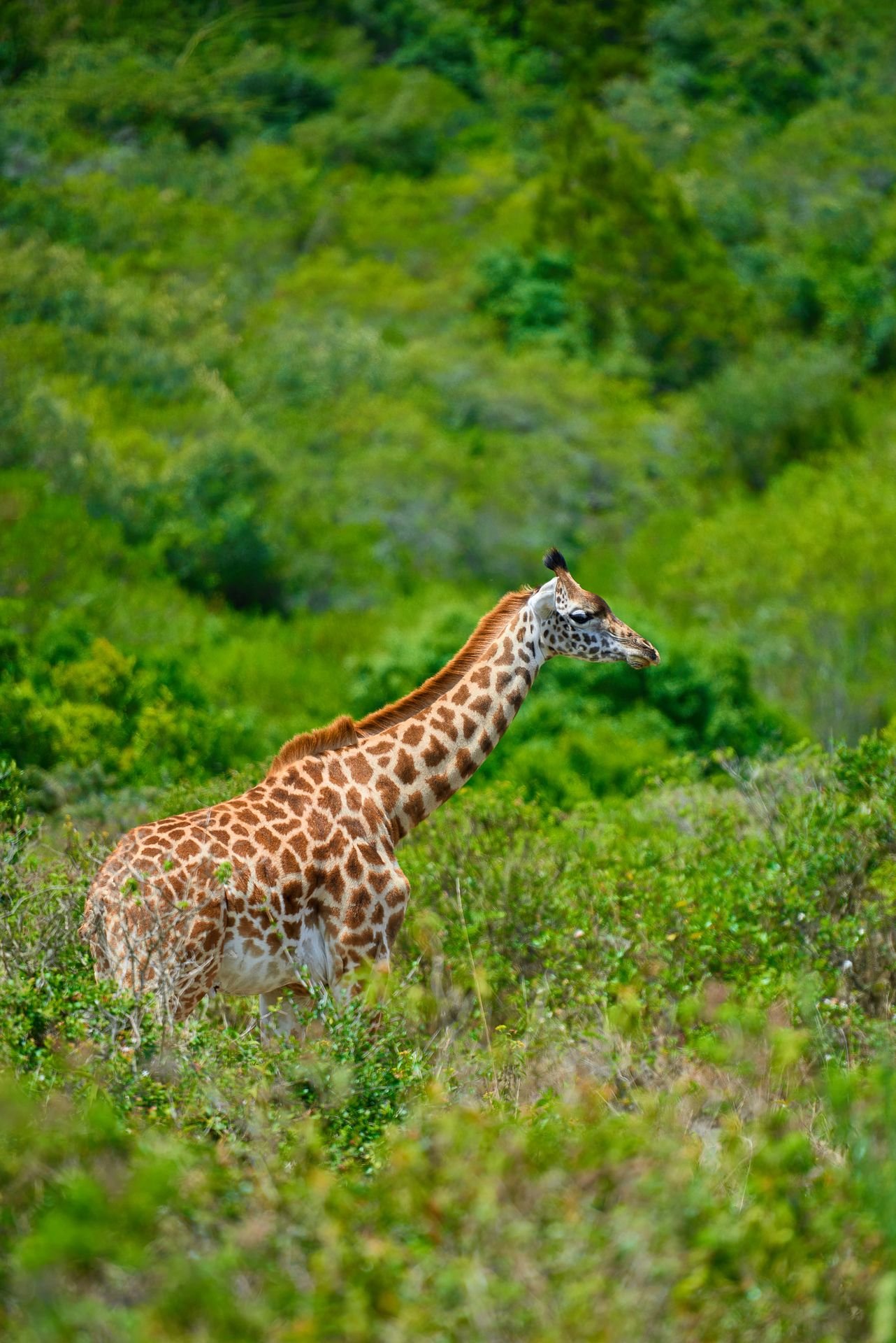Giraffe in the green hills of northern Tanzania