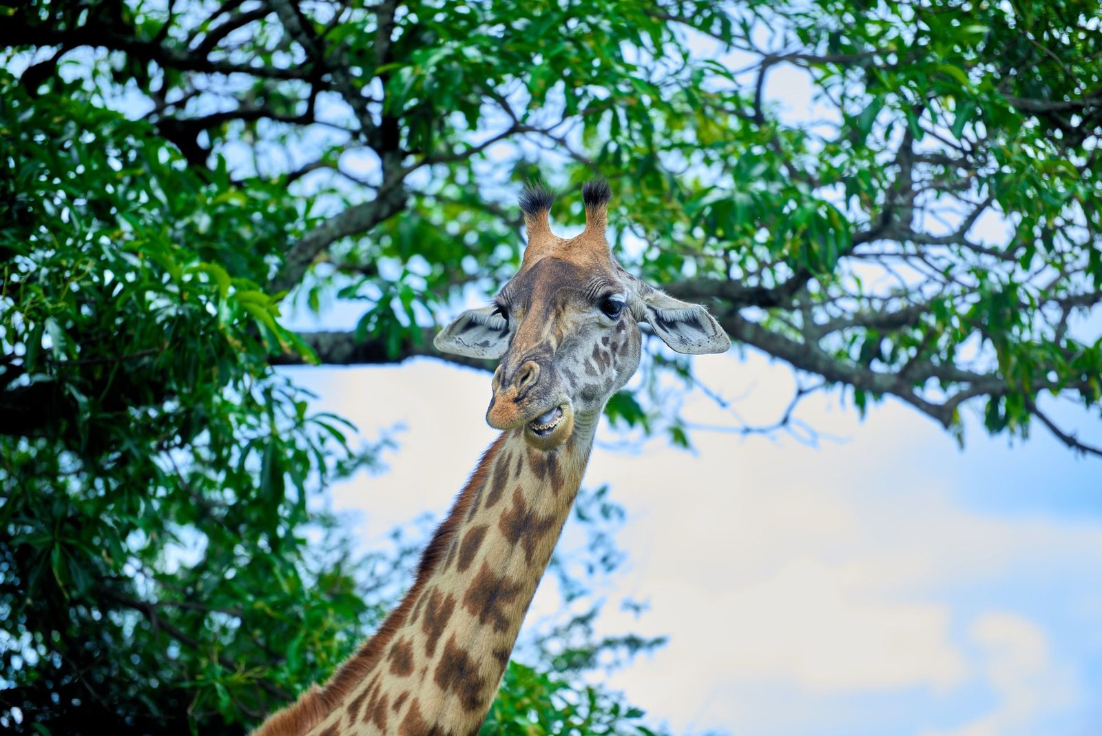 1-Day Arusha National Park Walking & Canoe Safari