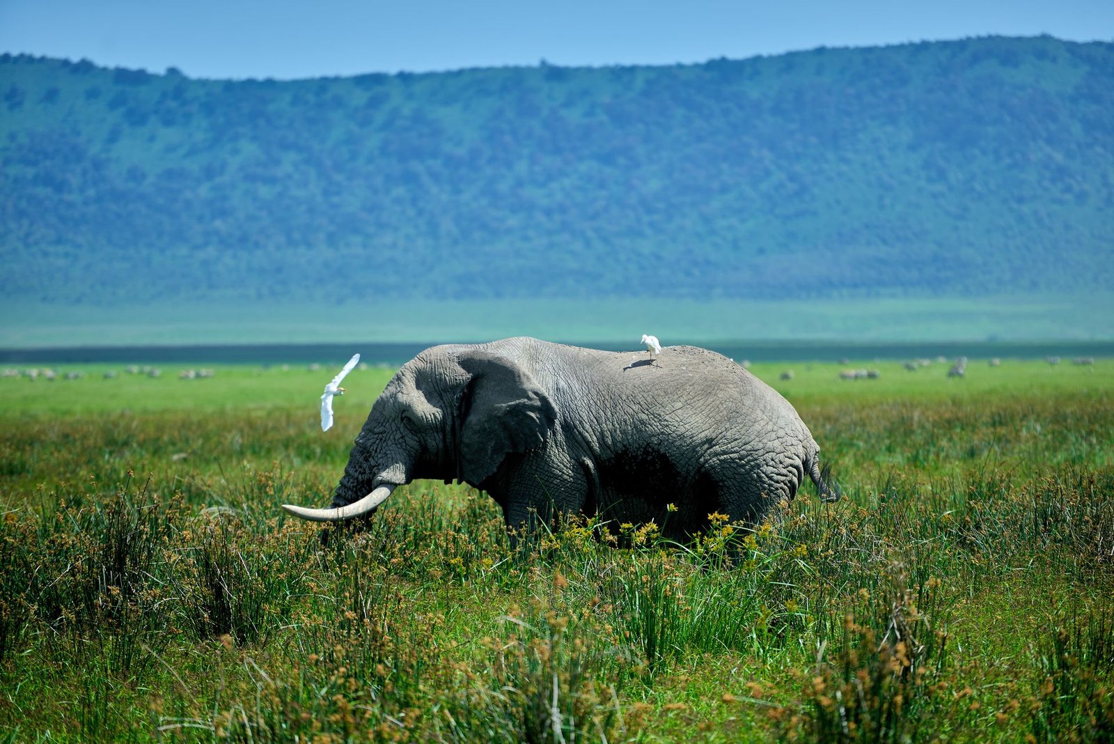 Ngorongoro Conservation Area