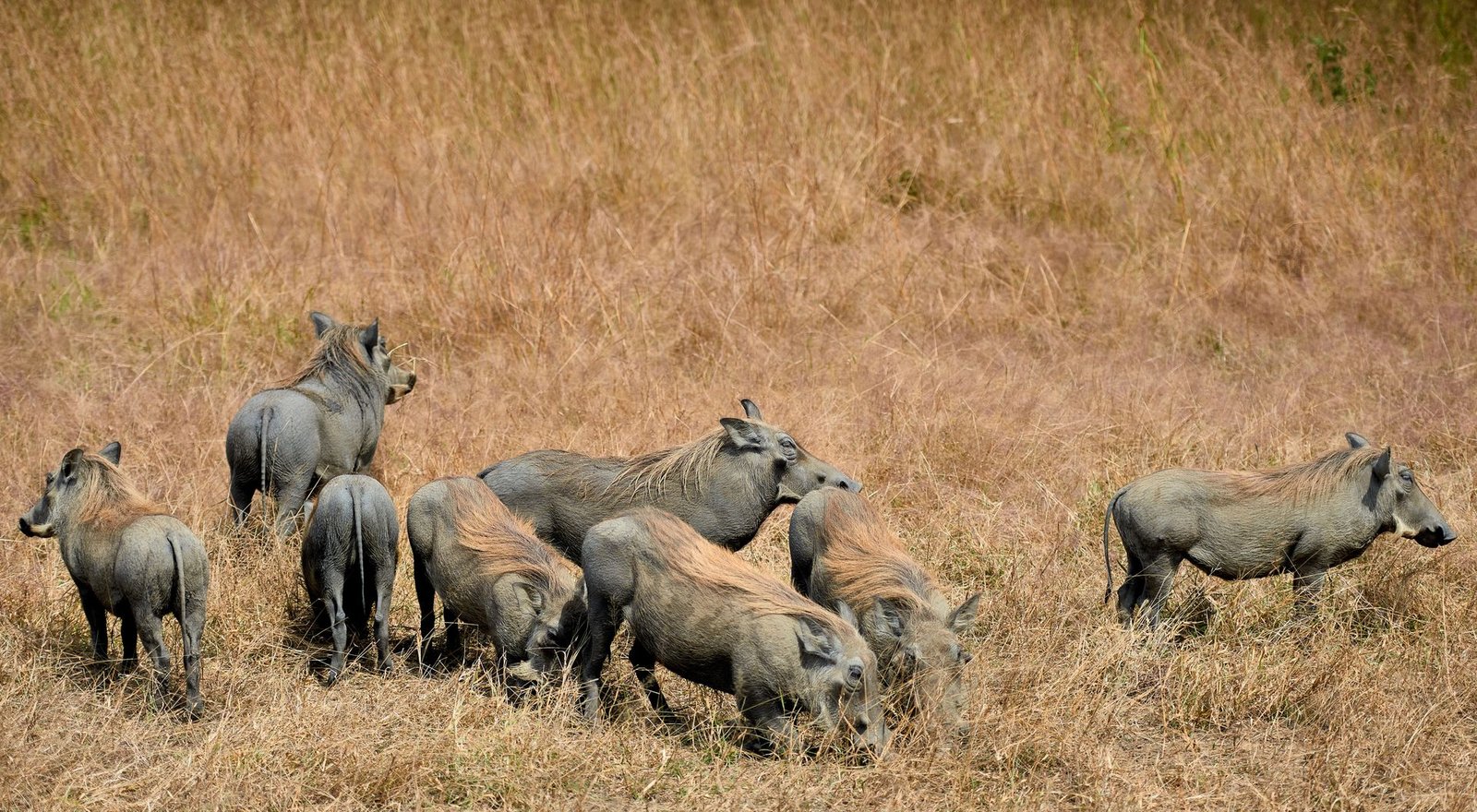 2-Day Mikumi National Park Safari from Dar es Salaam