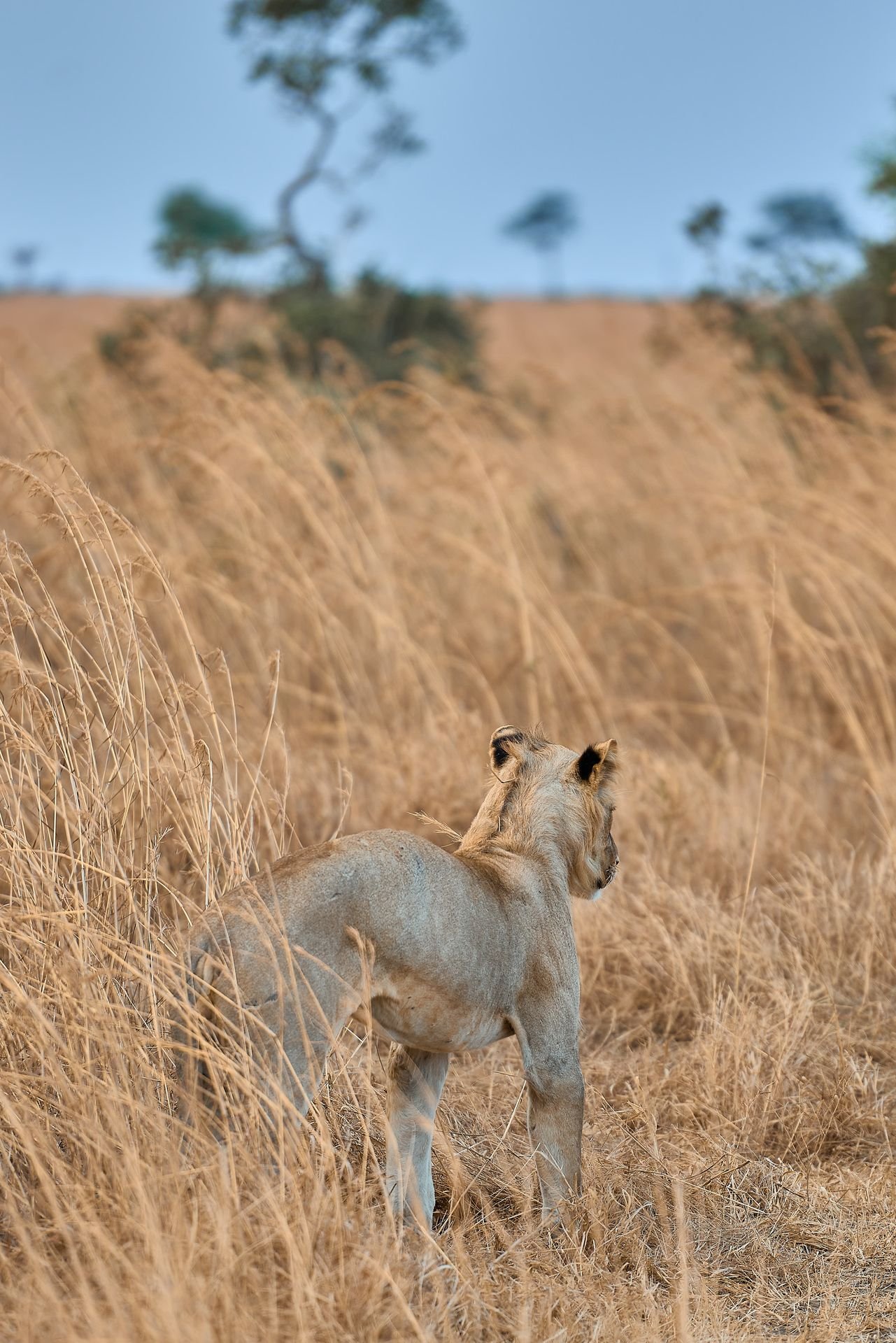 Young lion in the long grass
