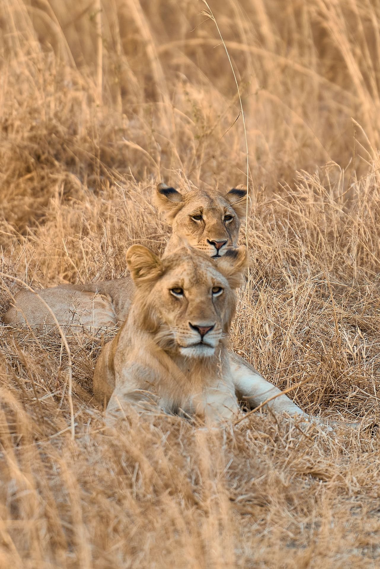 9-Day Grand Southern Tanzania Safari