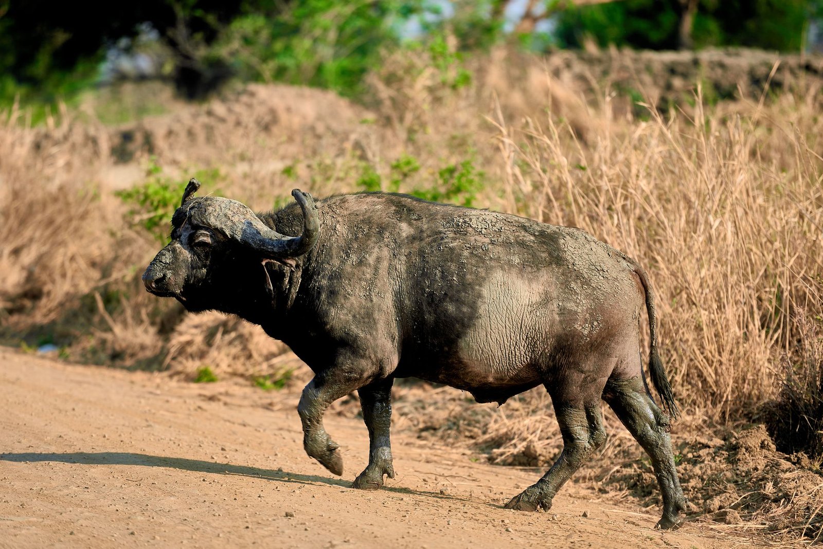 4-Day Mikumi & Nyerere Safari from Dar es Salaam
