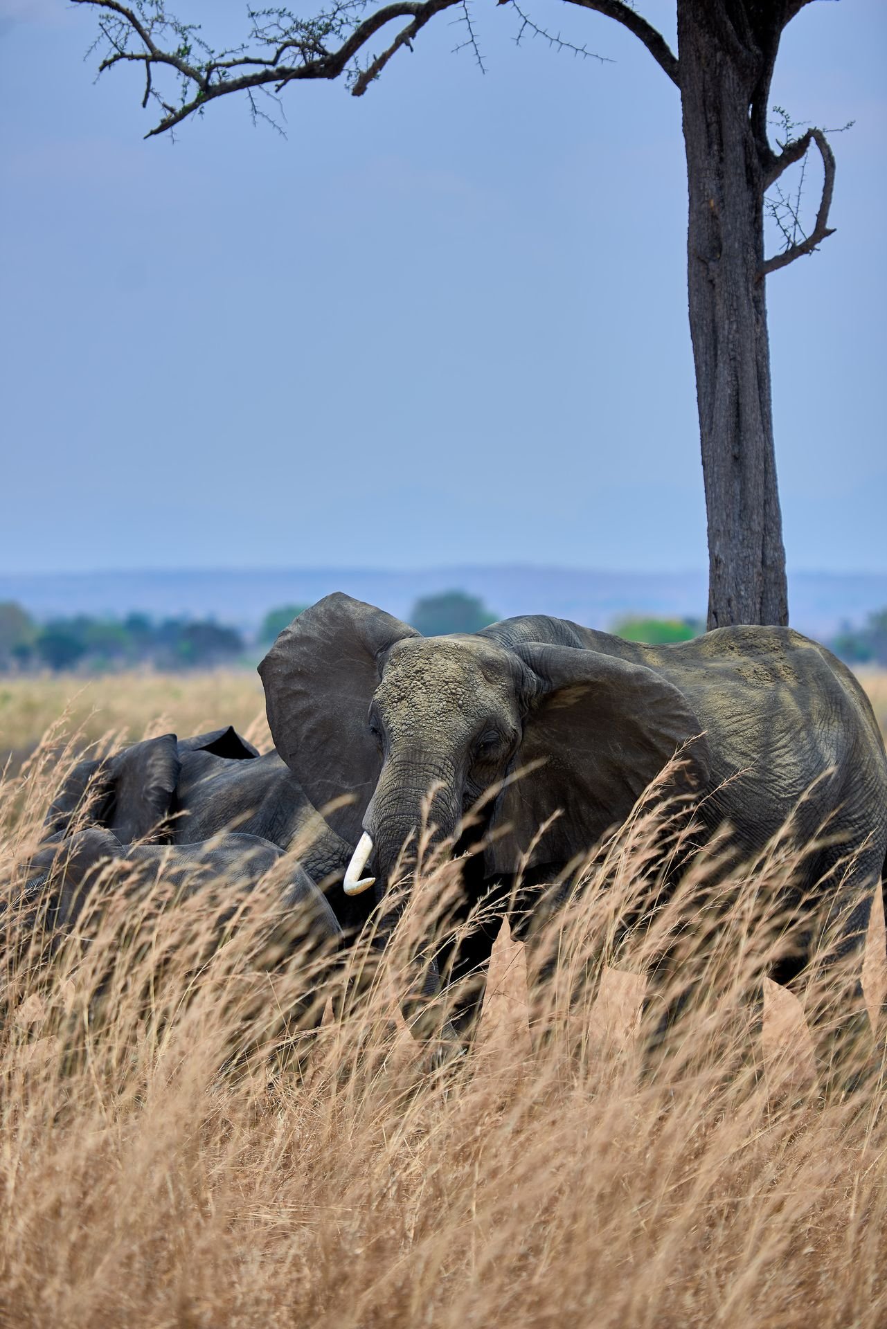 Tarangire National Park