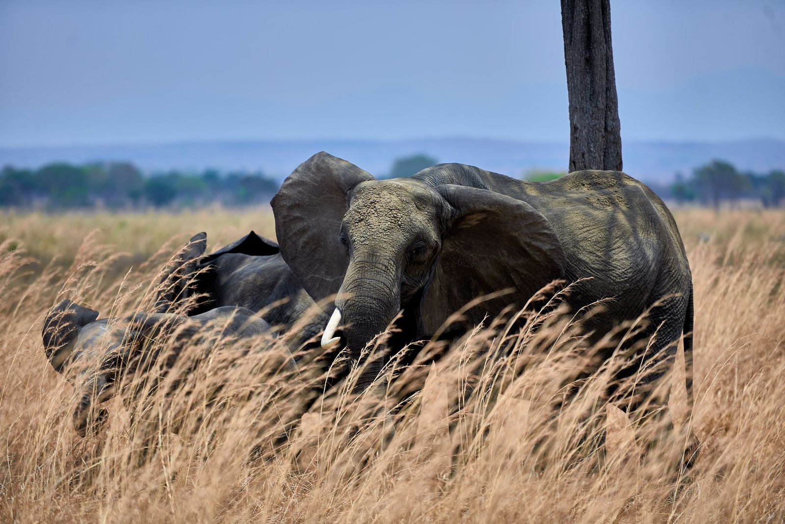 5-Day Tanzania Classic Safari