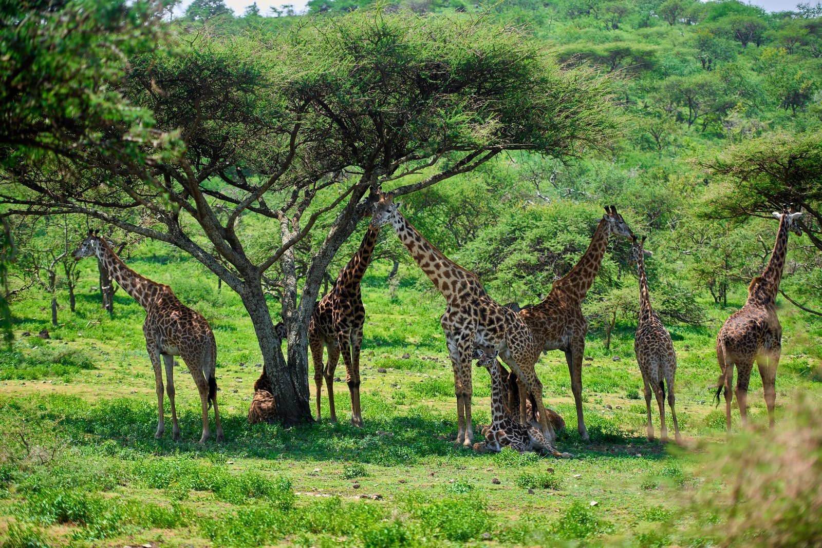 3-Day Tarangire, Manyara & Ngorongoro Safari