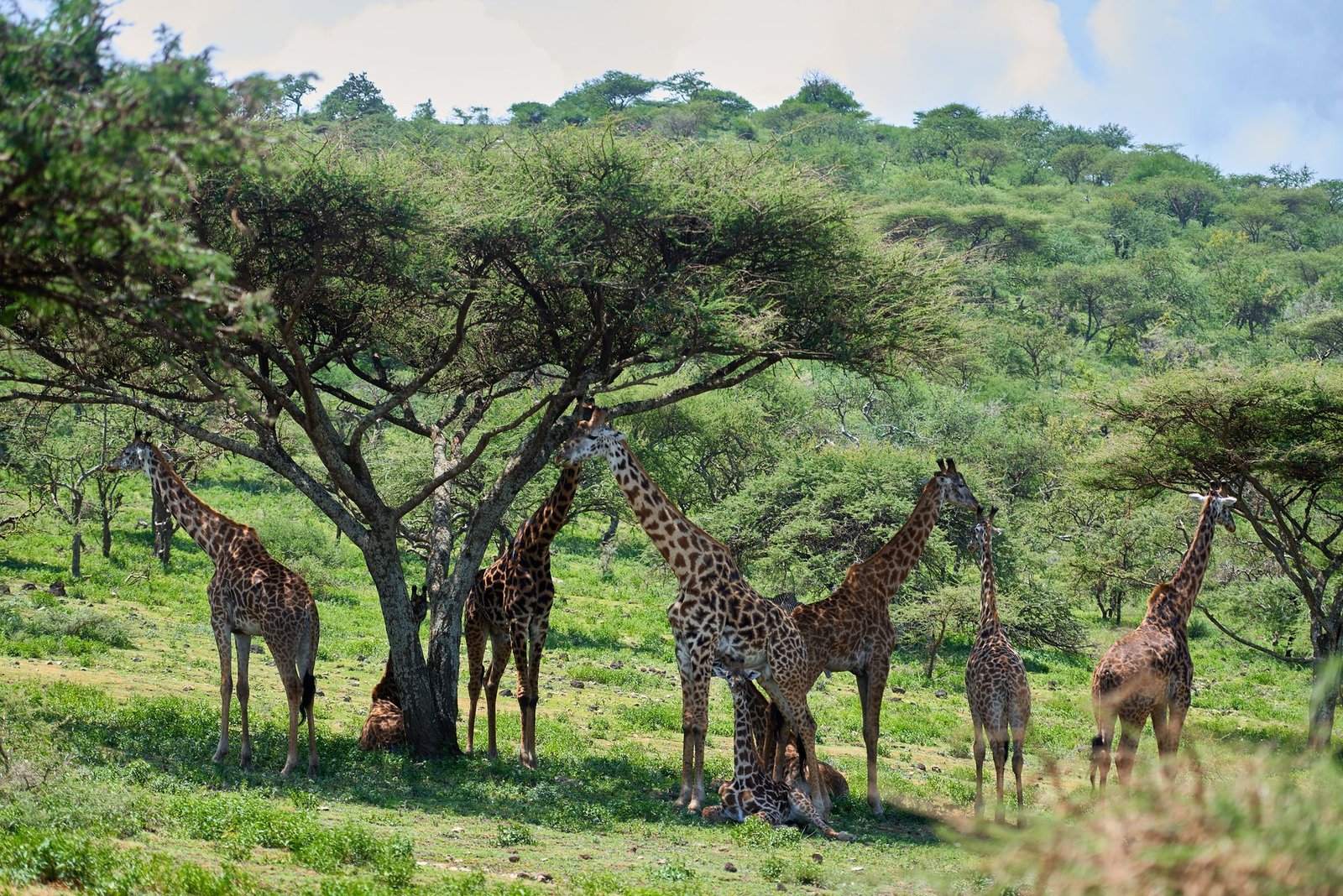 Mid-range Safaris