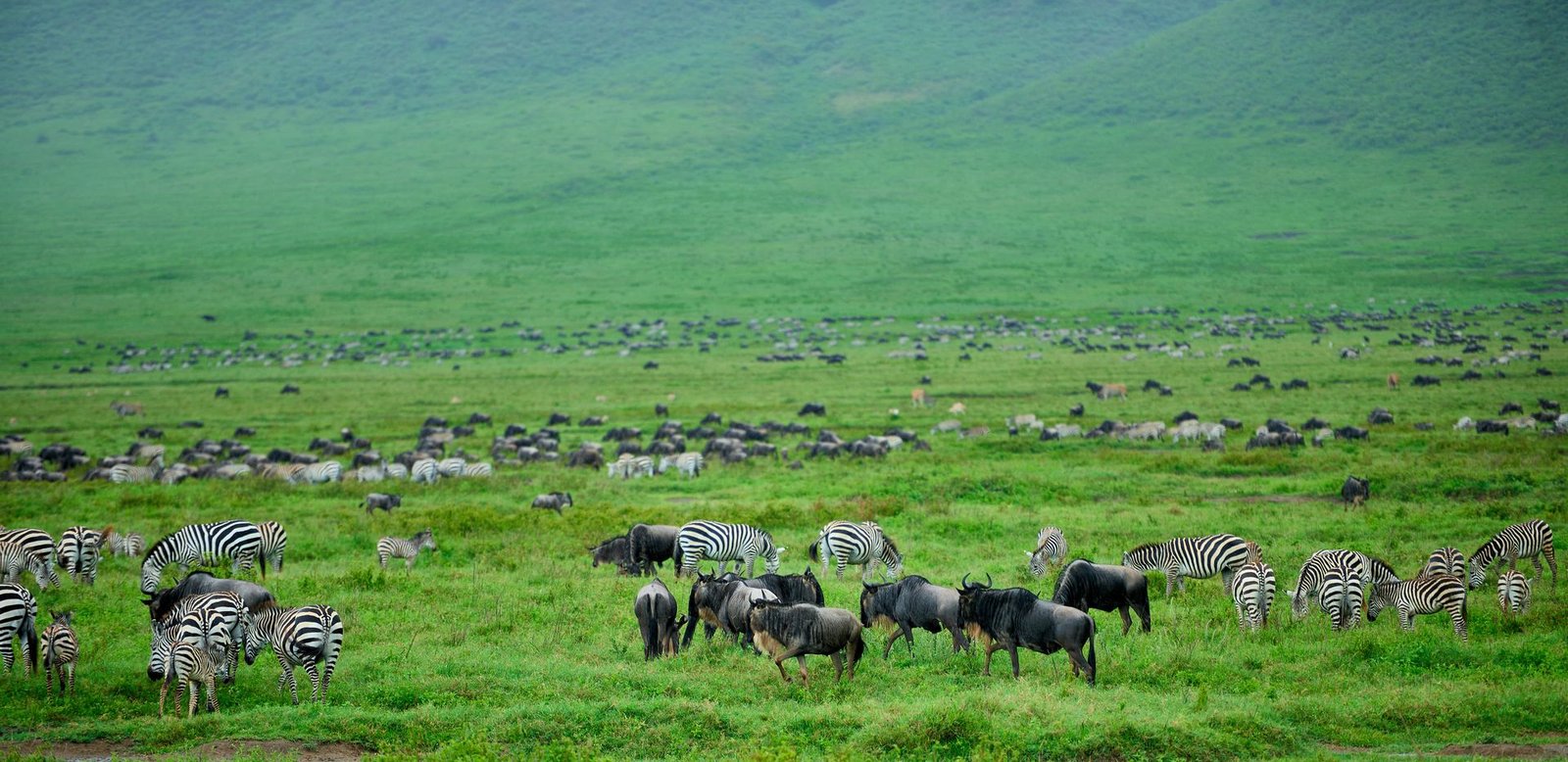 7-Day Great Migration Safari