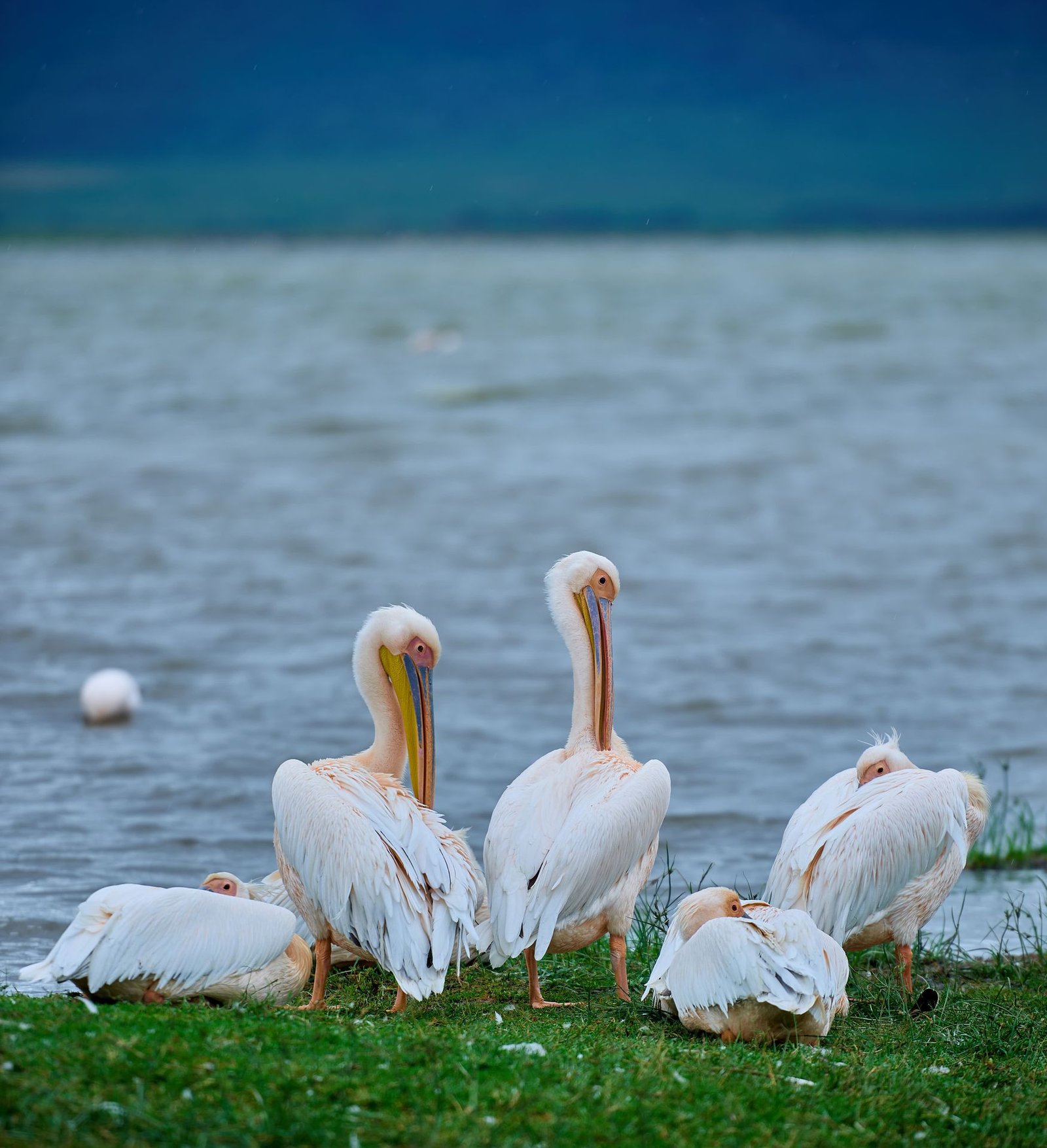3-Day Budget Safari: Arusha NP, Tarangire & Lake Manyara