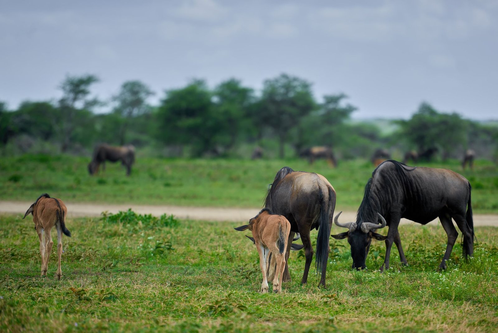 2-Day Mkomazi National Park & Rhino Sanctuary Safari