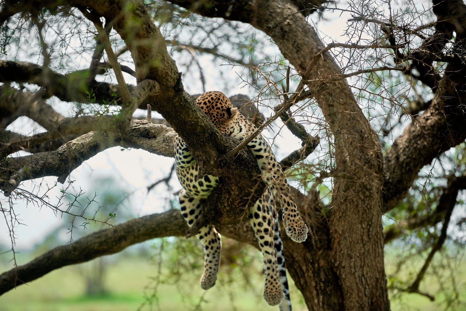 Leopard resting on a tree branch
