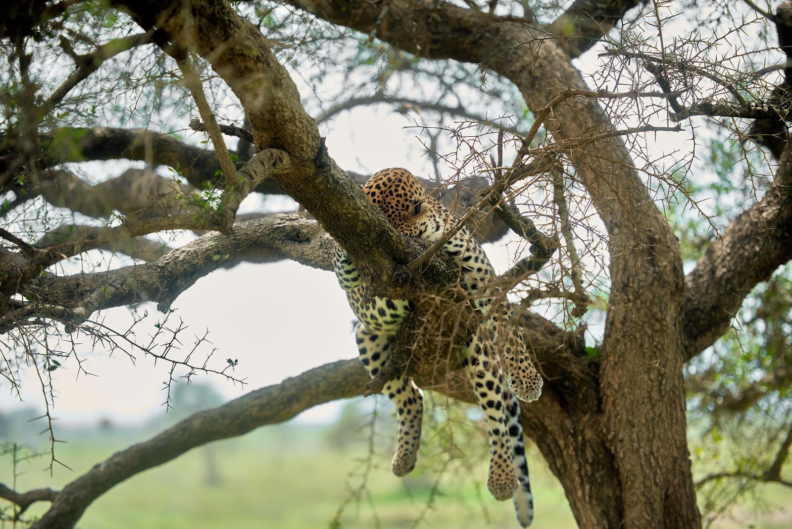 4-Day Serengeti & Ngorongoro Safari