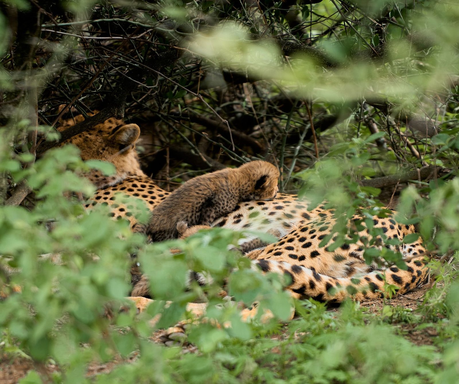 8-Day Ruaha & Katavi Fly-in Safari