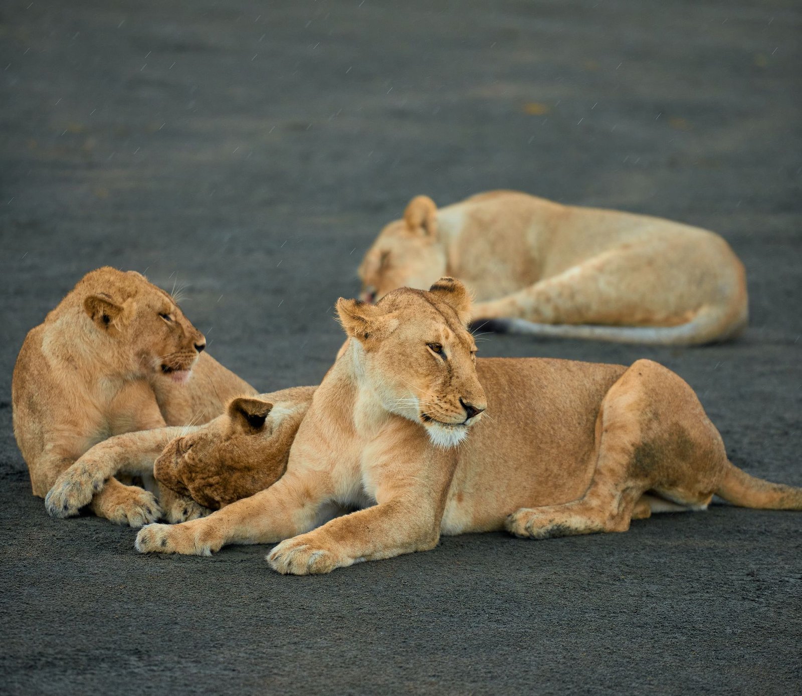 7-Day Mikumi, Udzungwa & Ruaha Road Safari