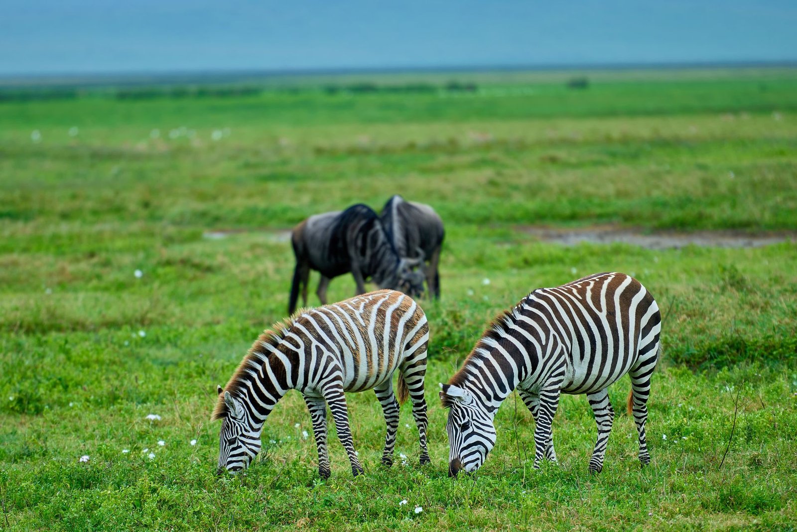 3-Day Budget Camping Safari: Tarangire & Ngorongoro