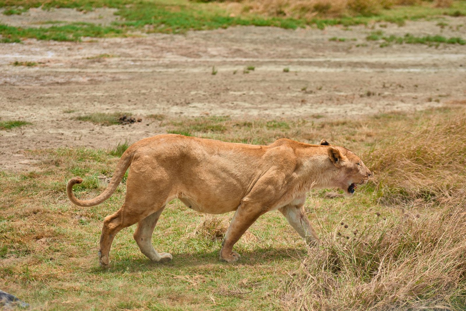 6-Day Ruaha & Nyerere Fly-in Safari